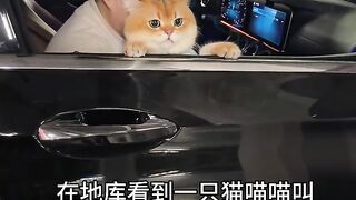 How Cute Is Moyen Riding in the Car! 😂🐱🚗