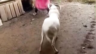 Kambing nakal lucu ngakak