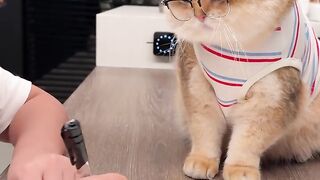 Funny cat 366
