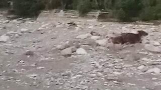 Cow in the dry tiver