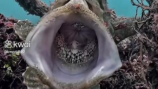 Animais marinho