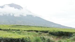 Vibes kebun teh di sekitaran gunung