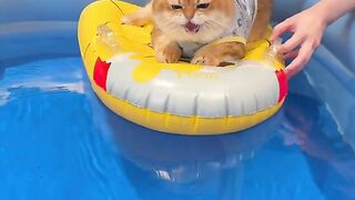 Funny cat 367