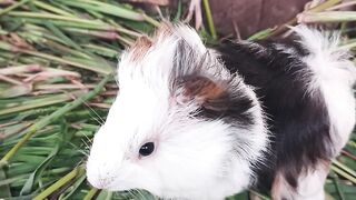 Cutest Guinea Pig Ever! 🐹