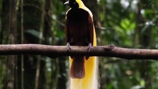 Bird of Paradise