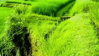 Serene Green Rice Fields
