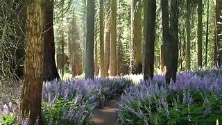 Walking Through a Magical Forest 🌿💜