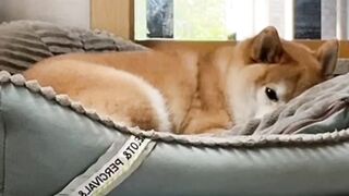 Woke Up My Sleeping Shiba To Eat Yogurt And His Reaction Is Priceless