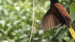 Nature’s Amazing Little Architect