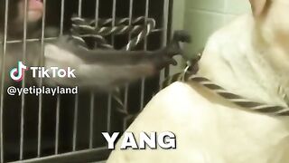 🐶🐒 Unlikely Besties! Watch This Adorable Dog and Monkey Friendship Blossom in 2026! 💖