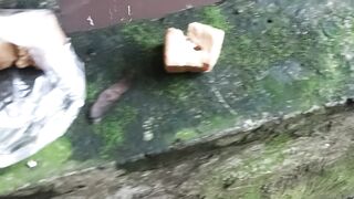 Kasih makan lele