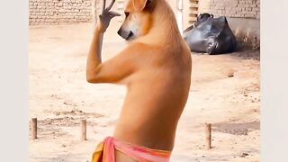 🐶😂 The funniest dog dance ever! Watch this
