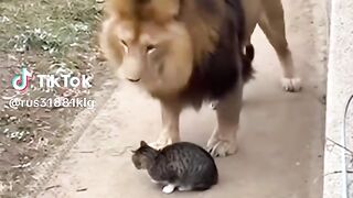 🦁🐱 Unlikely BFFs: Lion Befriends Tiny Cat in Heartwarming 2026 Tale! ❤️