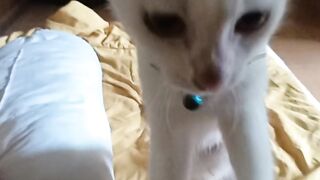 Kucing Terapis