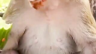 monkey mukbang 2