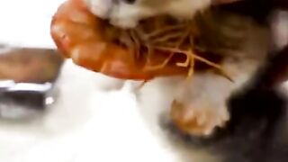 kitten eating shrimp