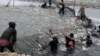 Big milkfish harvest