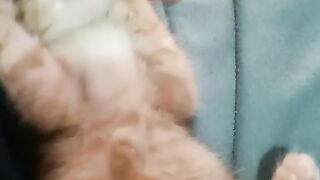 Cat Funny 6