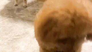 My Shiba Is Too Scared To Share Food With My Tiny Poodle