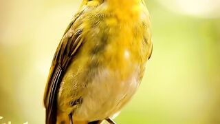 A Tiny Golden Bird in a Peaceful Forest 🌿🐦 | Beautiful Nature Moment