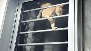 Proof that orange cats live in a different reality 💀