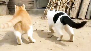 The Cutest Cat Ever!