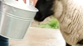 She Rescued A Lamb Trapped In A Muddy Ditch #animals #animalrescue