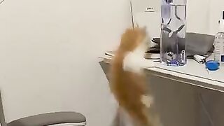 One kitten unlimited cuteness