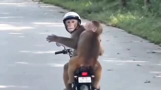 The safest couple on the road! 🐒🏍️*