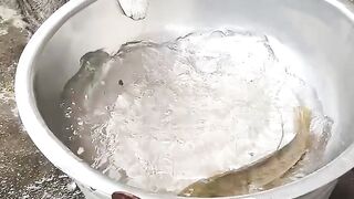 Cat vs fish