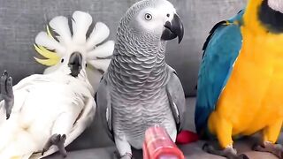 Whate a cleaver
