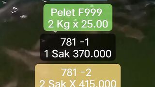 Initial Capital for Catfish Cultivation: 1000 Seeds