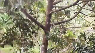 Indonesian durian fruit 2