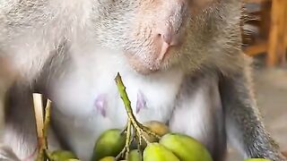 Sharing Rujak with a Curious Monkey 🐒🥭