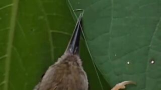 Nature’s Master Builders: The Incredible Intelligence of Birds 🐦🌿
