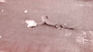 Lizard 3