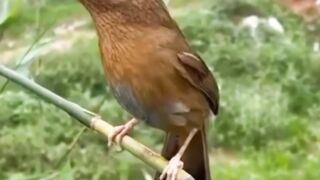 Beautiful Bird Songs