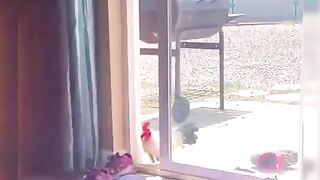 Funny Bird - Best Of The 2021 Funny Animal Videos - TRY NOT TO LAUGH!