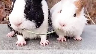 two funny guinea pigs