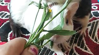 two guinea pig eat grass so cute
