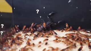 Посмотрите, на Что Способен Самый Опасный Скорпион в Мире