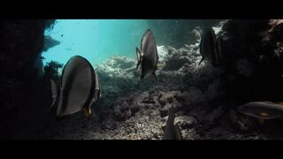 ДАЙВИНГ КРАСНОЕ МОРЕ