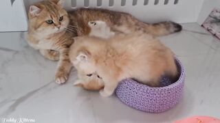 Кошка Офелия и приключения ее Пушистых Котят
