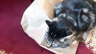Котик