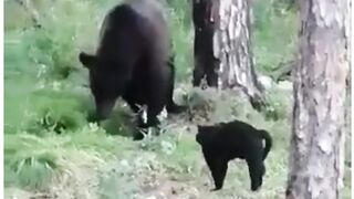 Смелый Василий