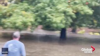 Quick-thinking man rescues kitten drowning in flooded creek in California.