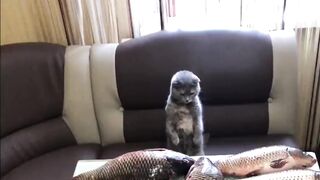 Вот это счастье коту привалило 