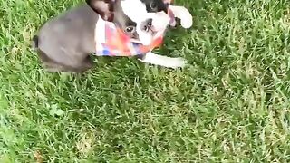 Funny Boston Terrier - Best Of The 2021 Funny Dog Videos - TRY NOT TO LAUGH!