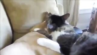 Кошка лучший друг собаки