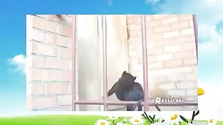 Смешное видео про собак №78